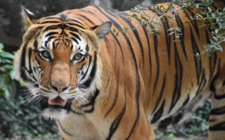 मध्यप्रदेश में बाघ की दहाड़ बरकरार
